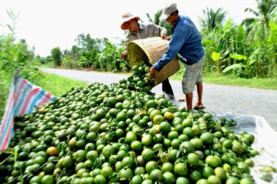 Bauern im Mekong-Delta und nachhaltige Entwicklung der Landwirtschaft - ảnh 1